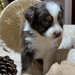 Clarice - Red tri-color female Australian Shepherd puppy in Butler, Georgia from Aussies at Howling Hill Farm