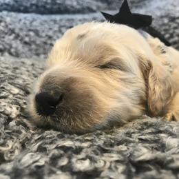 Goldendoodle, Schnoodle, and Sheepadoodle Puppies from Dood Ranch