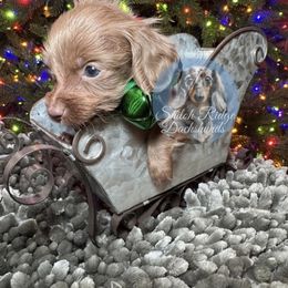 Dino - Fawn (Isabella) male Dachshund puppy in Adamsville, Tennessee from Shiloh Ridge Dachshunds