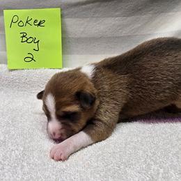 P boy 2 - Red and white male Basenji puppy in Caldwell, Texas from Candyce Witte
