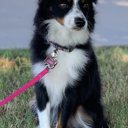 Toy Australian Shepherds from Aussies on the Farm