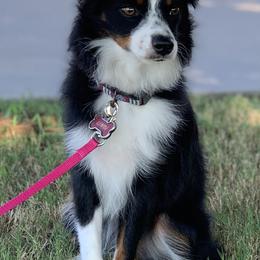 Toy Australian Shepherds from Aussies on the Farm