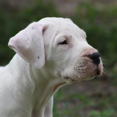 Dogo Argentino and Greyhound Puppies from Wayward Dogos and Hounds