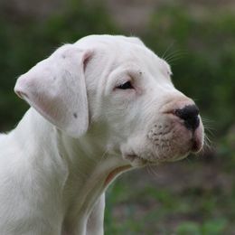 Dogo Argentino and Greyhound Puppies from Wayward Dogos and Hounds