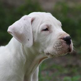 Dogo Argentino and Greyhound Puppies from Wayward Dogos and Hounds