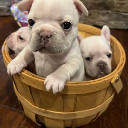 French Bulldog Puppies from 731 Frenchies