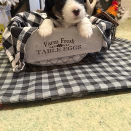 Wrangler - Black and tan male Pembroke Welsh Corgi puppy in Atascadero, California from California Corgis and Kunes