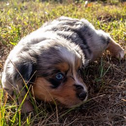 Girl 4 - Blue merle female Miniature American Shepherd puppy in Easton, Missouri from Country Creek Kennels