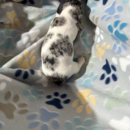 Dick  Ckc blue dapple piebald - Dapple male Dachshund puppy in Whitesboro, Texas from Joanie's Tickled Pink Puppies