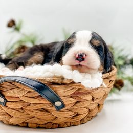 Pine (Blue Collar) - Black rust and white male Bernese Mountain Dog puppy in Hudson, Indiana from TurkeyCreek-K9