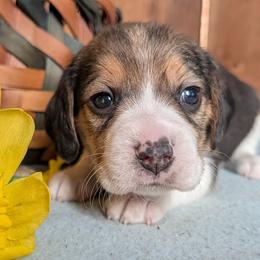 Buttercup - Black tan and white female Beagle puppy in Colville, Washington from Rosehaven Homestead