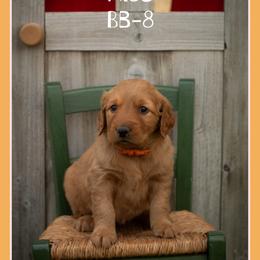 BB8 - Dark golden female Golden Retriever puppy in Driggs, Idaho from SK Golden Retrievers