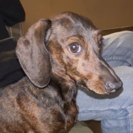 Cleetus - Dachshund