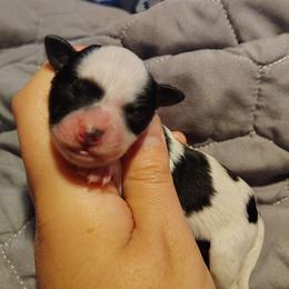 Blk parti girl - Parti female Miniature Schnauzer puppy in Florida from Central Florida Schnauzers