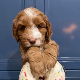 Macchiato - Apricot male Australian Labradoodle puppy in Orange, California from Little Kingdom Doodles