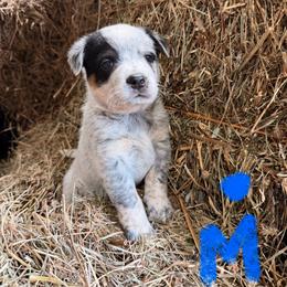 Boy 3 - Blue mottled male Australian Cattle Dog puppy in Apollo, Pennsylvania from Circle V Ranch Cattle Dogs