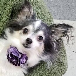 Chihuahuas from Jackie's Chihuahuas