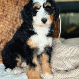 Rosemary - female Bernedoodle puppy in West Jordan, Utah from Doodles Friend