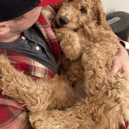 Goldendoodle Puppies from Golden Paws Farm