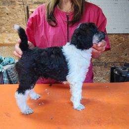 Girl 5 - Parti female Poodle puppy in Whitehouse, Ohio from N'Co. Parti Poodles
