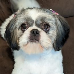 Lola - Shih Tzu