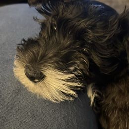 Miniature Schnauzer and Shorkie Puppies from Southern Ohio Schnauzers & Snorkies