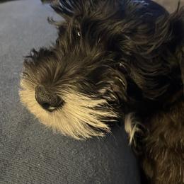 Miniature Schnauzer and Shorkie Puppies from Southern Ohio Schnauzers & Snorkies