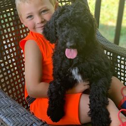 Goldendoodle and Sheepadoodle Puppies from The Farms Precious Doodles