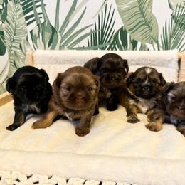 Shih Tzu Puppies from Purse Pup Shih Tzus