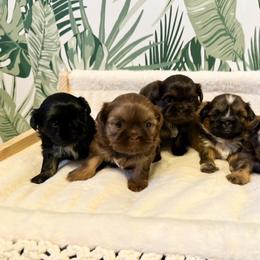 Shih Tzu Puppies from Purse Pup Shih Tzus