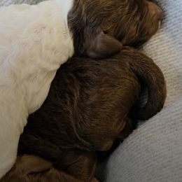 Poodles from Belliams Poodle Corral