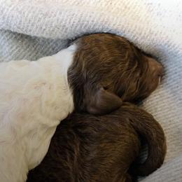 Poodles from Belliams Poodle Corral