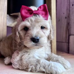 Kira with Training - Red and white female Cockapoo puppy in Boonville, North Carolina from Doods & Dolls