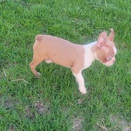 Boston Terrier and French Bulldog Puppies from Dressed Sharp