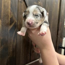 Pink collar girl - Blue merle female Australian Shepherd puppy in Flat Rock, Alabama from Fluffy Butt Acres