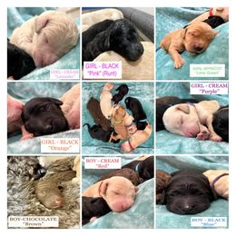 Goldendoodle and Poodle Puppies from SnickerDoodlePups