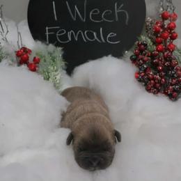 Pink collar female - Gray and fawn female Cane Corso puppy in Westerville, Ohio from Elite Empire Cane Corso