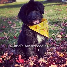 Aussiedoodle and Bernedoodle Puppies from Imels Doodles