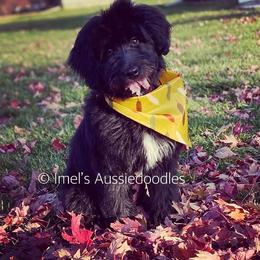 Aussiedoodle and Bernedoodle Puppies from Imels Doodles