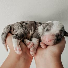 Denny - Blue merle and white male Sheepadoodle puppy in Wabash, Indiana from DOODCompany