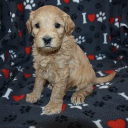 Winston - Apricot male Goldendoodle puppy in Jasper, Indiana from Hilltop Pups LLC