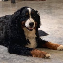 Bernedoodles and Bernese Mountain Dogs from Bernedoodles by Zee and Jewel