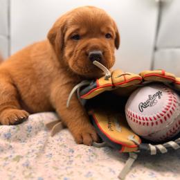 Olaf - Yellow male Labrador Retriever puppy in Carlsbad, New Mexico from ECMO Farm Dalmatians & Labrador Retrievers
