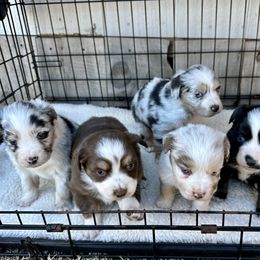 Miniature Australian Shepherd Puppies from Wild Outlaw Aussies