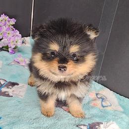 Pepper's Love Buzz - Buzz - Black and tan male Pomeranian puppy in Plant City, Florida from Pepper's Pomeranians