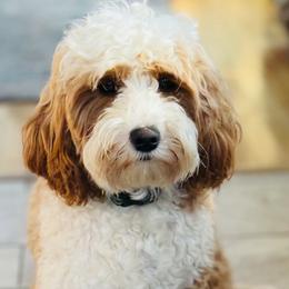 Bailey - Goldendoodle