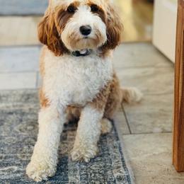 Bailey - Goldendoodle
