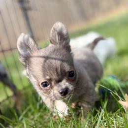 Chihuahua Puppies from Cloud9 Chihuahuas
