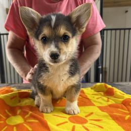 Boy 1 - Black and tan male Pembroke Welsh Corgi puppy in Moulton, Alabama from Reed's Pembroke Corgi Welsh