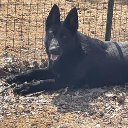 Noelle Vom Top Gun - Black female German Shepherd puppy in Great Cacapon, West Virginia from Top Gun Shepherds, LLC